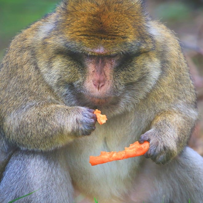 Male barbary macaque tucks into a piece of carrot 