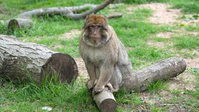 Barbary Macaque Berlinga sitting on log in the African Forest