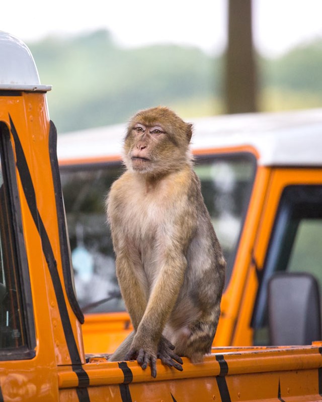 Barbary Macaque looks off into distance while sitting on an orange stripy safari truck 