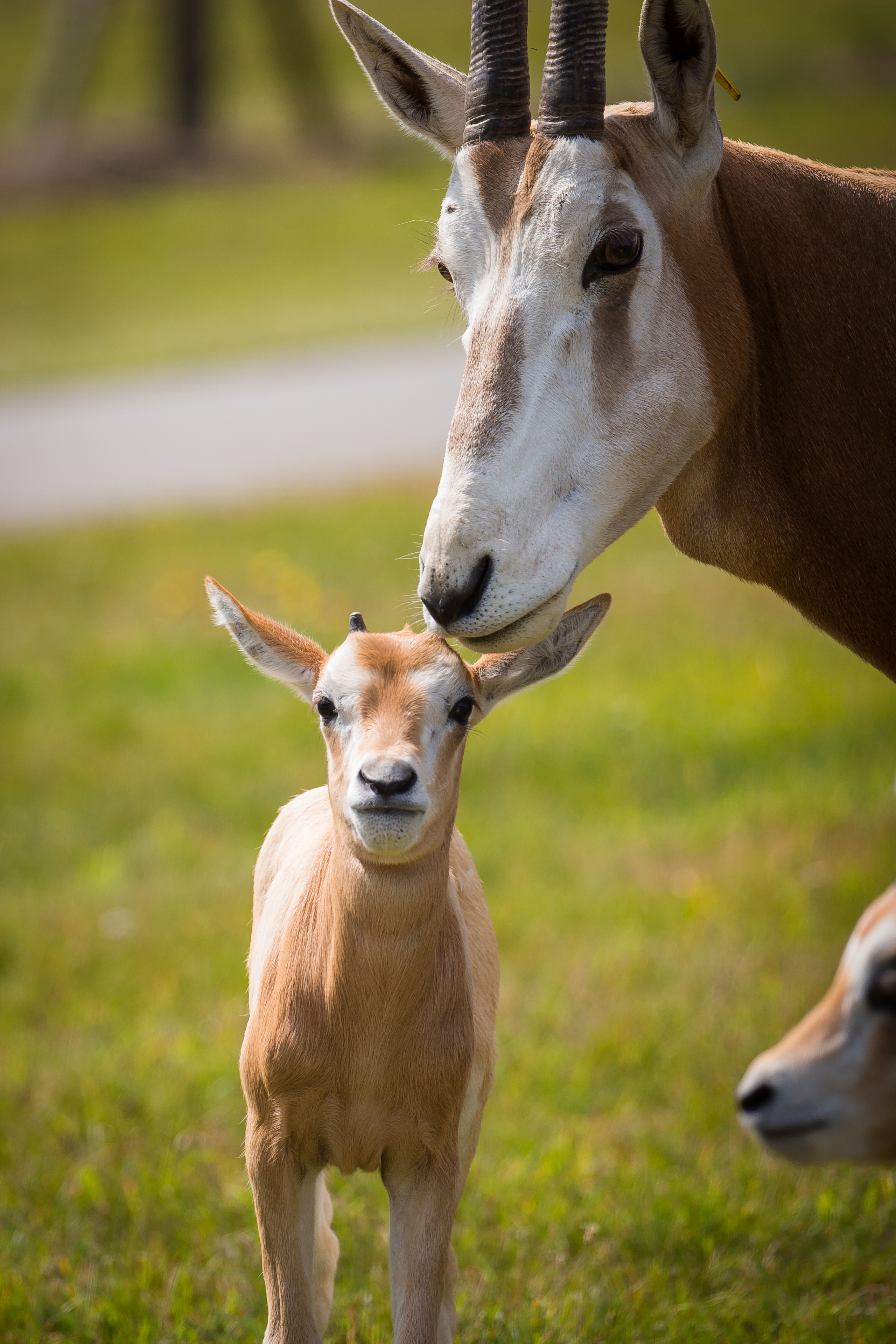 Image of oryx calves aug 2019 woburn safarri park 17