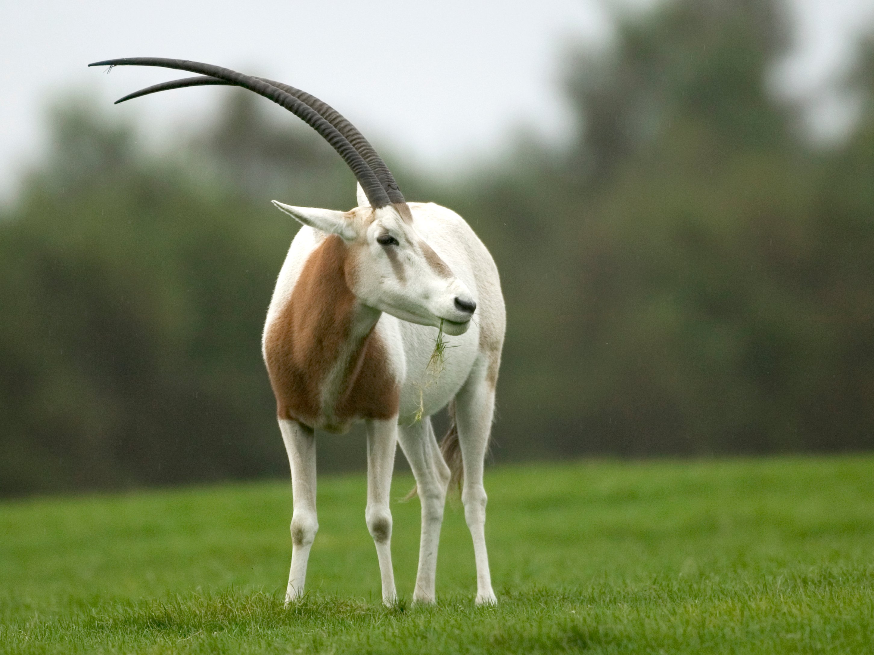 ArtStation - African Oryx