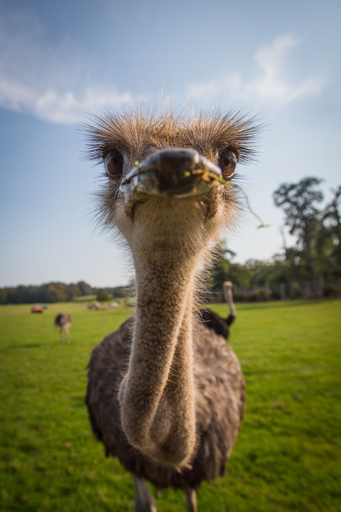 Ostrich close up in expansive grassy reserve 