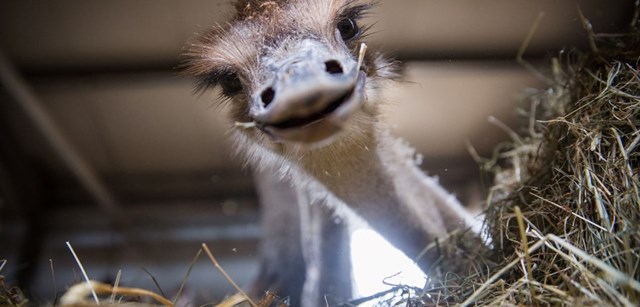 Ostrich face close up 