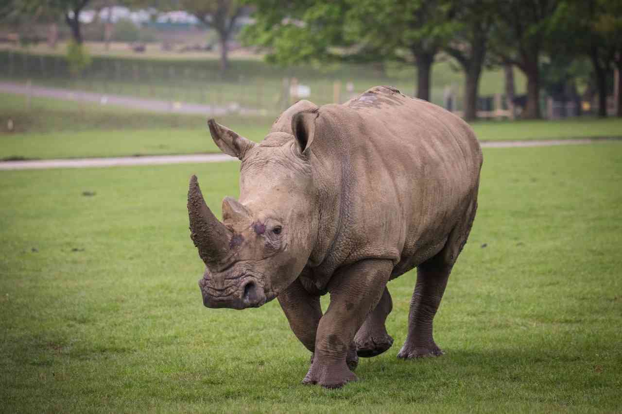 Bonnie the rhino explores her new home at Woburn Safari Park .jpg