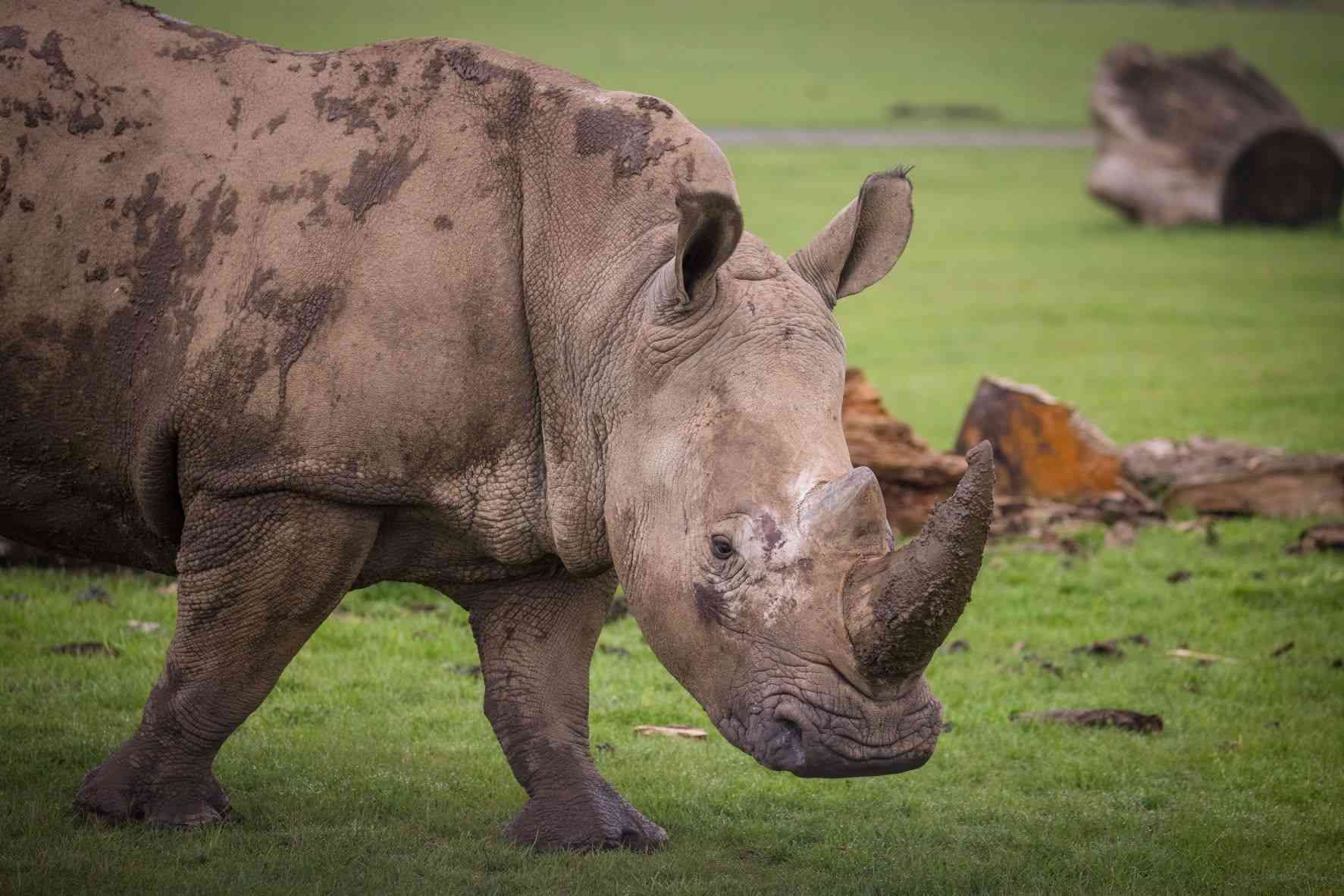 Close up of Bonnie the rhino at Woburn Safari Park.jpg