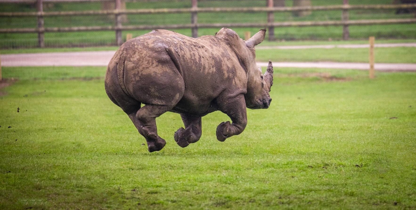 Playful Bonnie the rhino at Woburn Safari Park.jpg