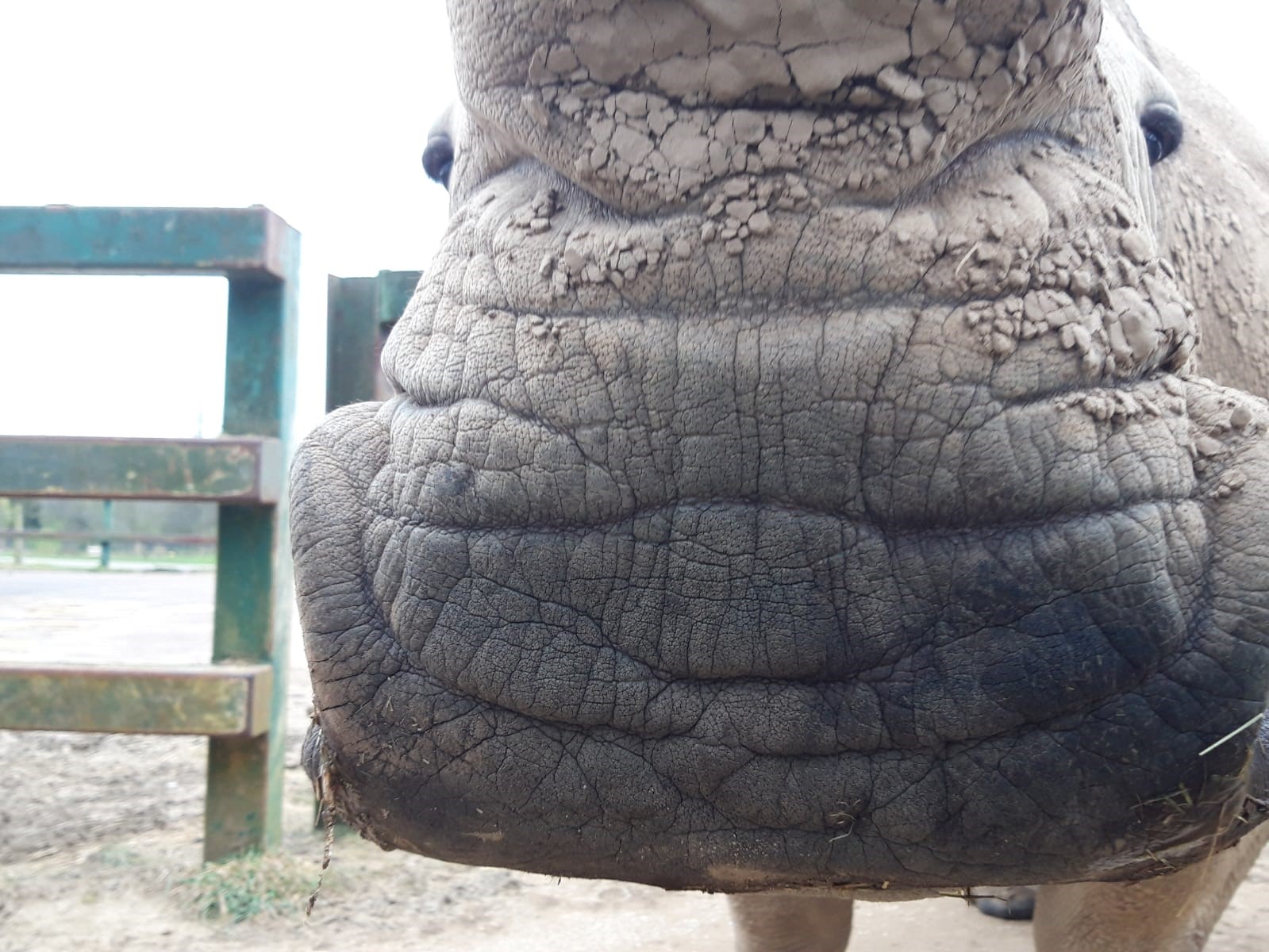 Close up of Southern white rhino at Woburn Safari Park.jpg