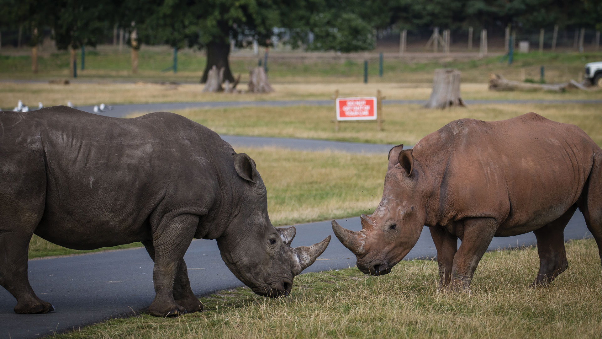 Granville and Azeeza in Road Safari 