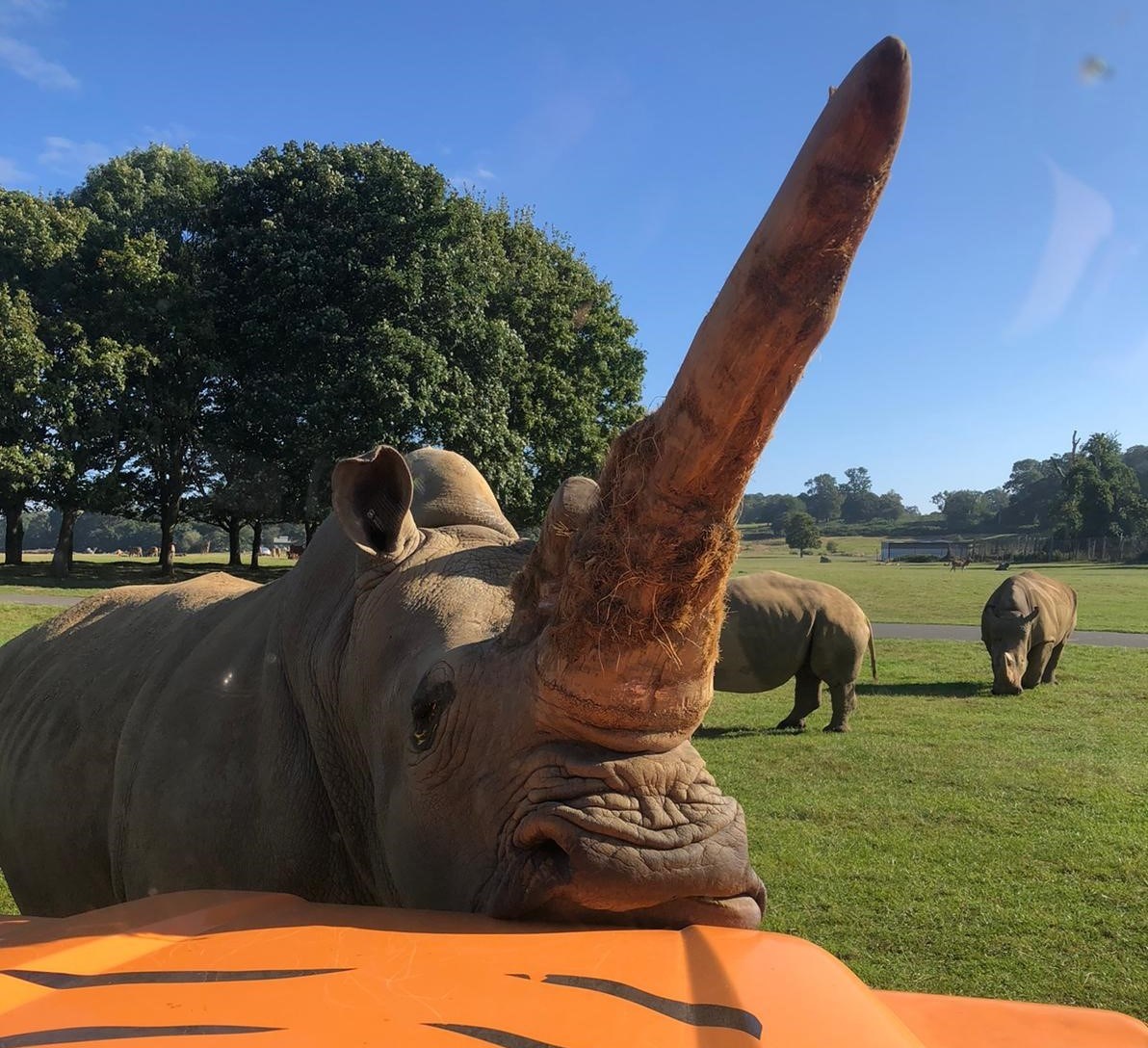 Rhino resting head on bonnet of safari VIP truck in road safari 