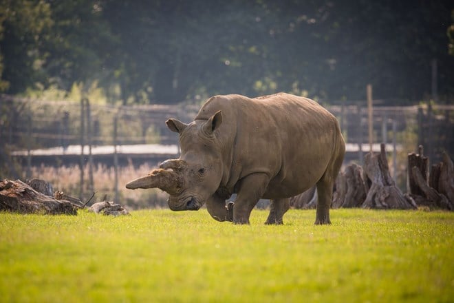 Female Rhino walks across expansive grassy reserve 