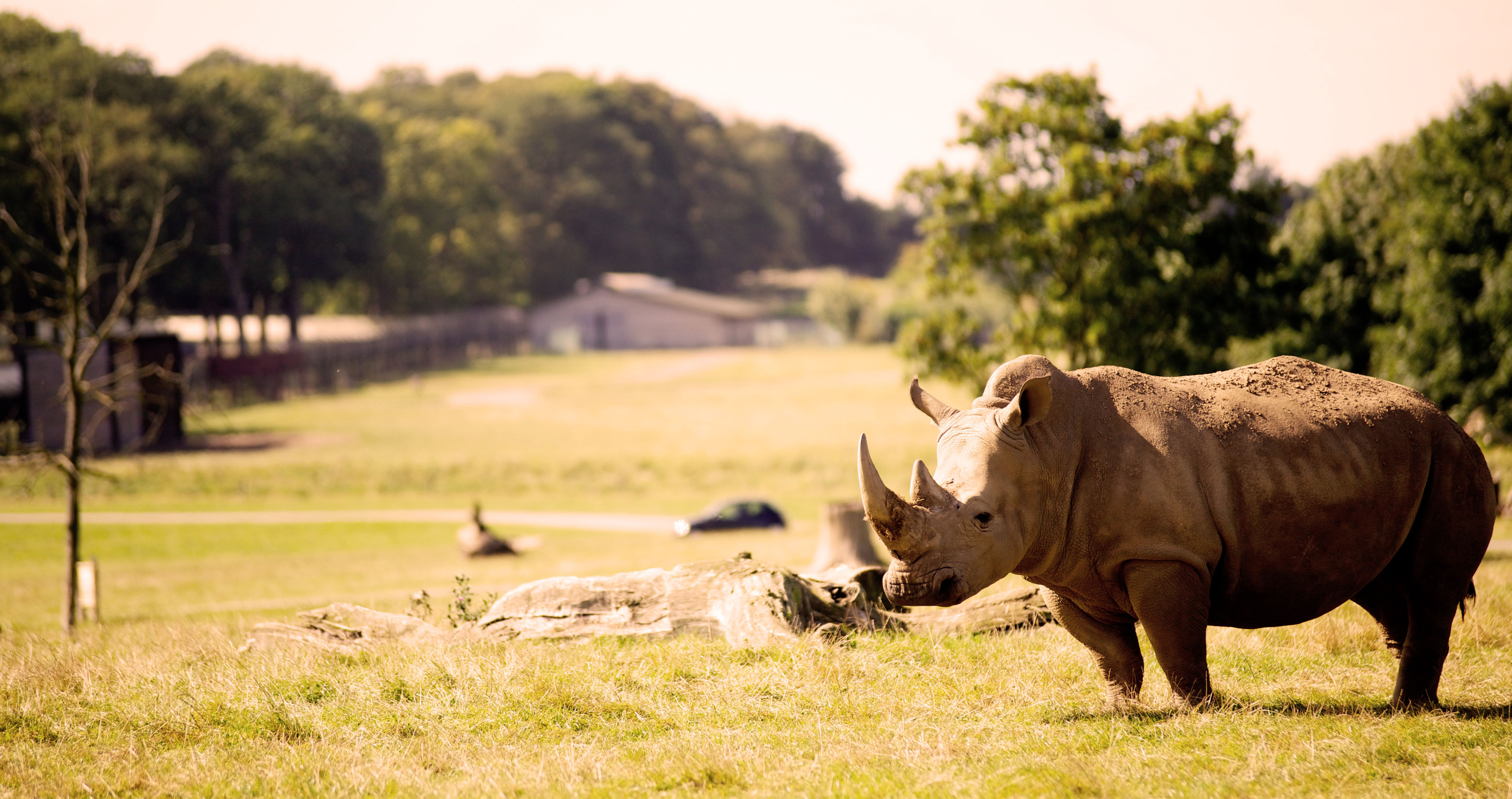 woburn safari park events