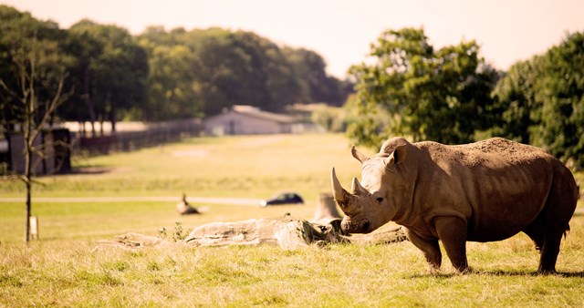 Rhino stands in expansive grassy reserve with cars in the background