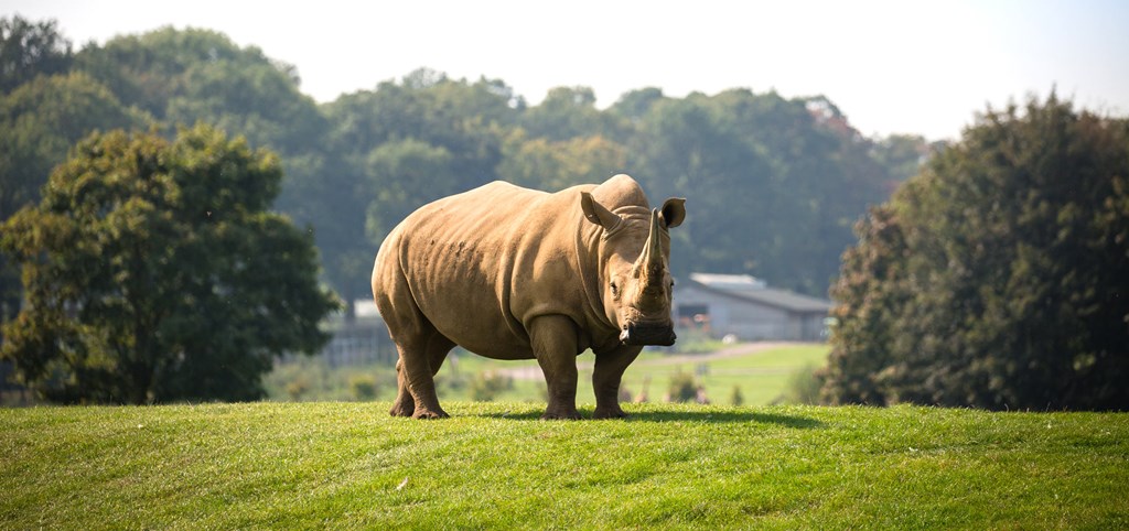 Rhino stands on grassy bank in Road Safari