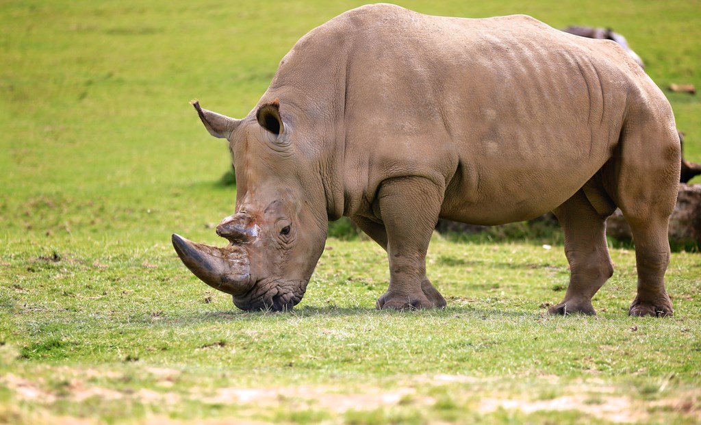 Male Rhino grazes in grassy road safari 