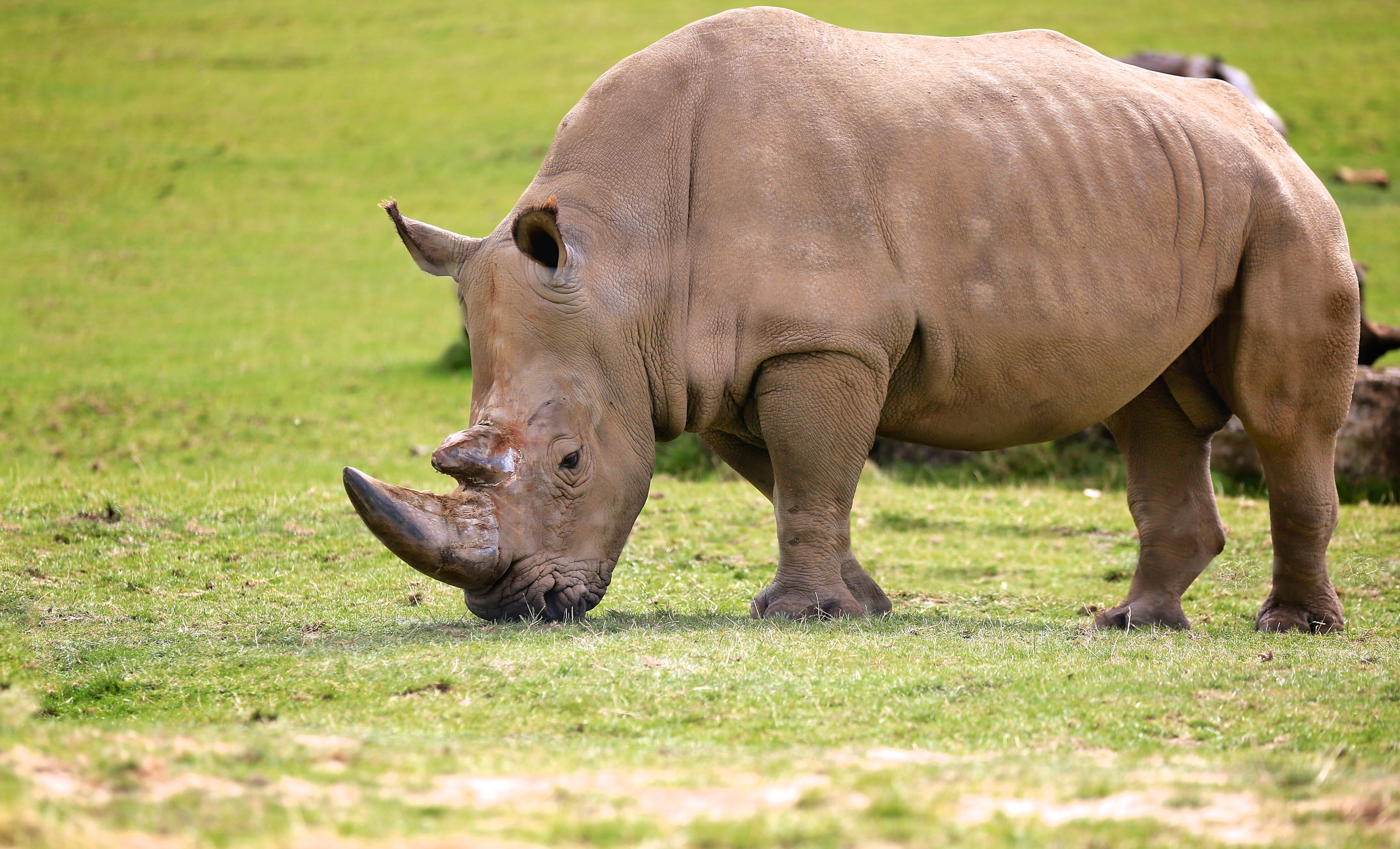 rhino safari park