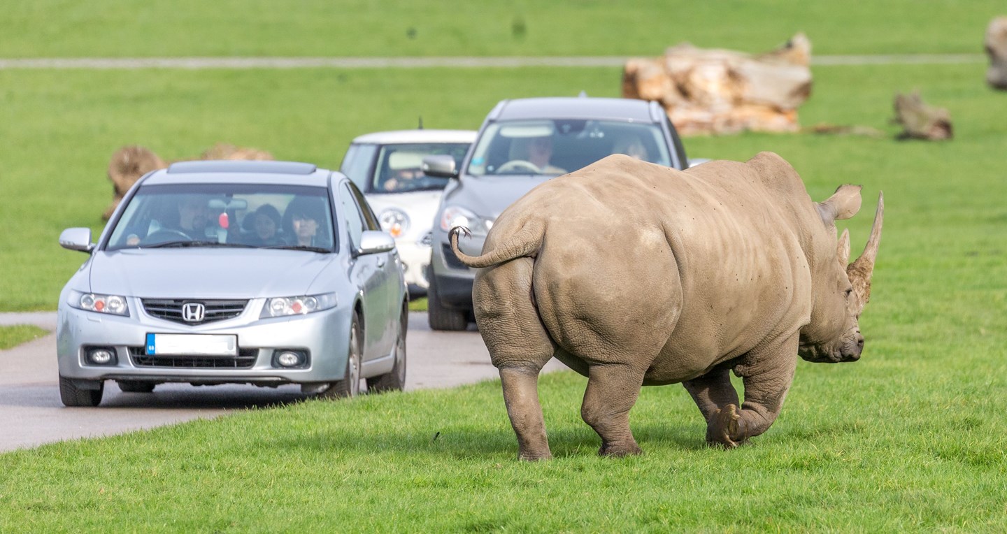 Rhino walks beside line of cars on grass