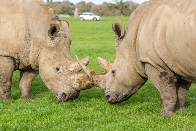 Two rhinos lock horns with car in background of expansive grassy road safari