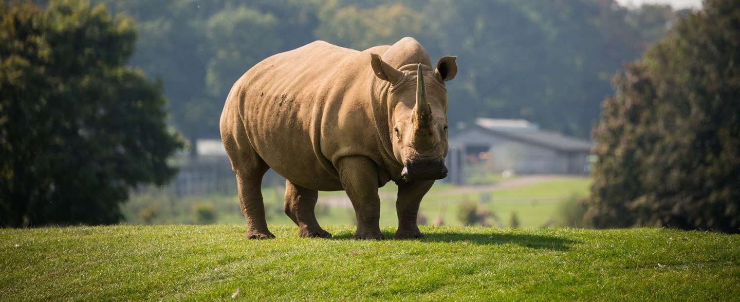 Southern white rhino stands on grassy hill of road safari 