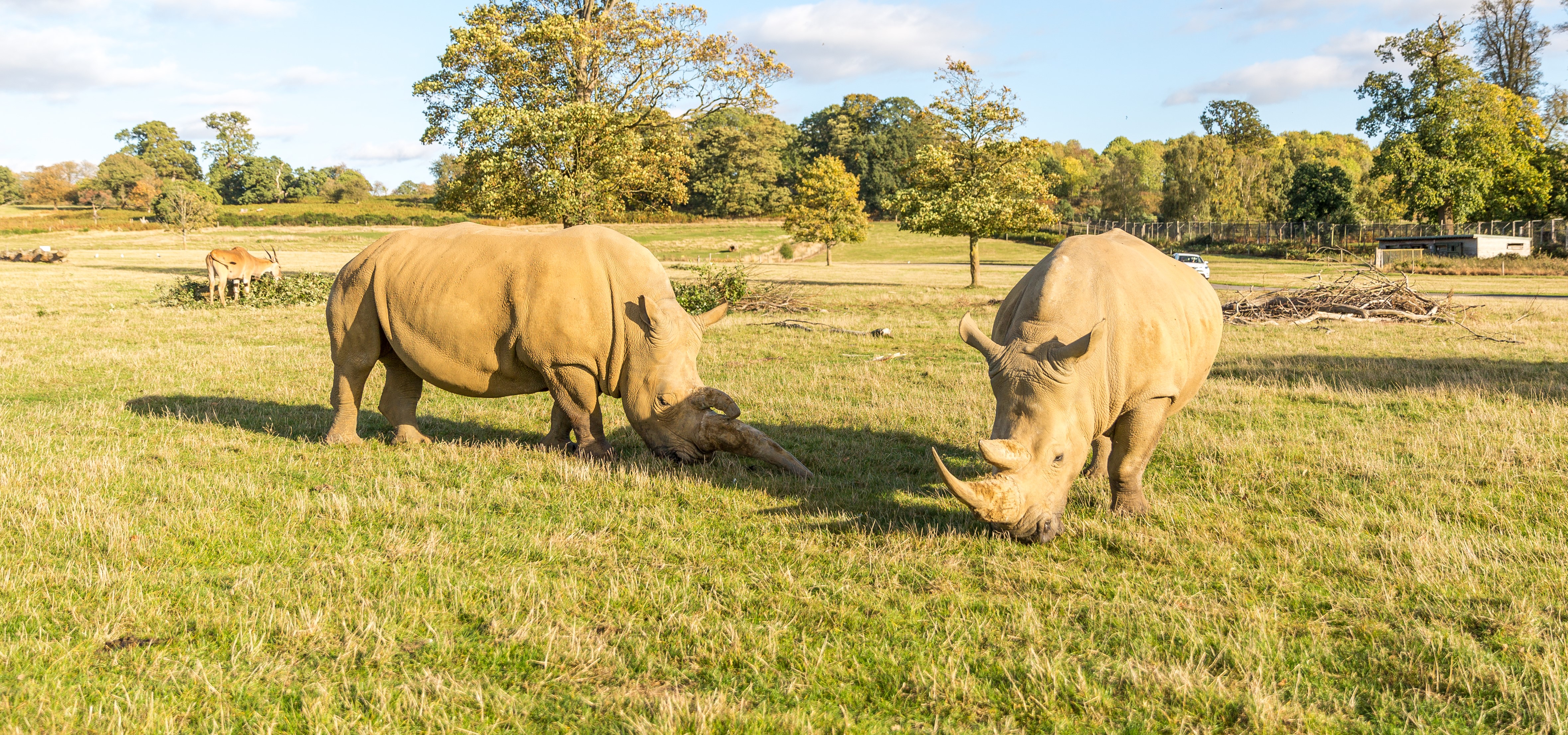 two rhinos graze in large grassy road safari with antelope, trees and cars in the distance 