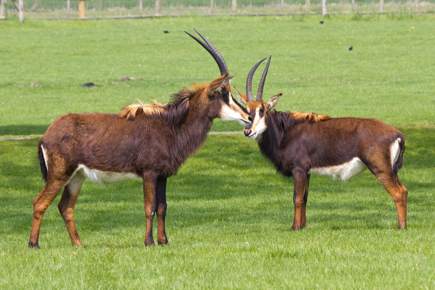Two sable antelope face each other in grassy reserve 