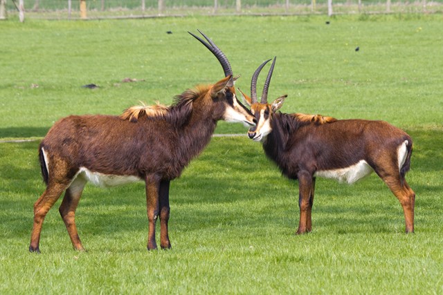 Two sable antelope face each other in grassy reserve 