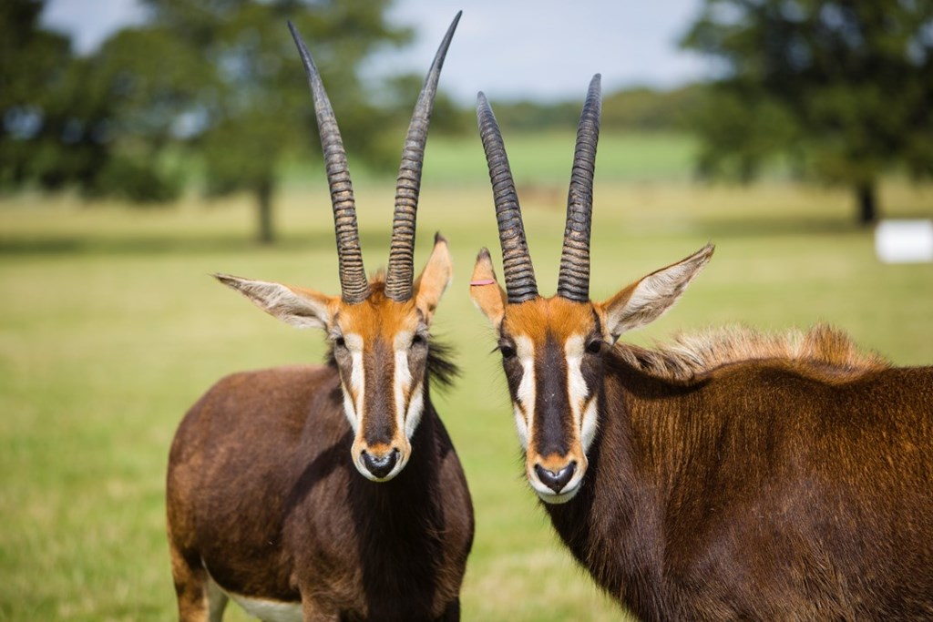 Two sable antelope look into camera while standing in expansive grassy reserve 