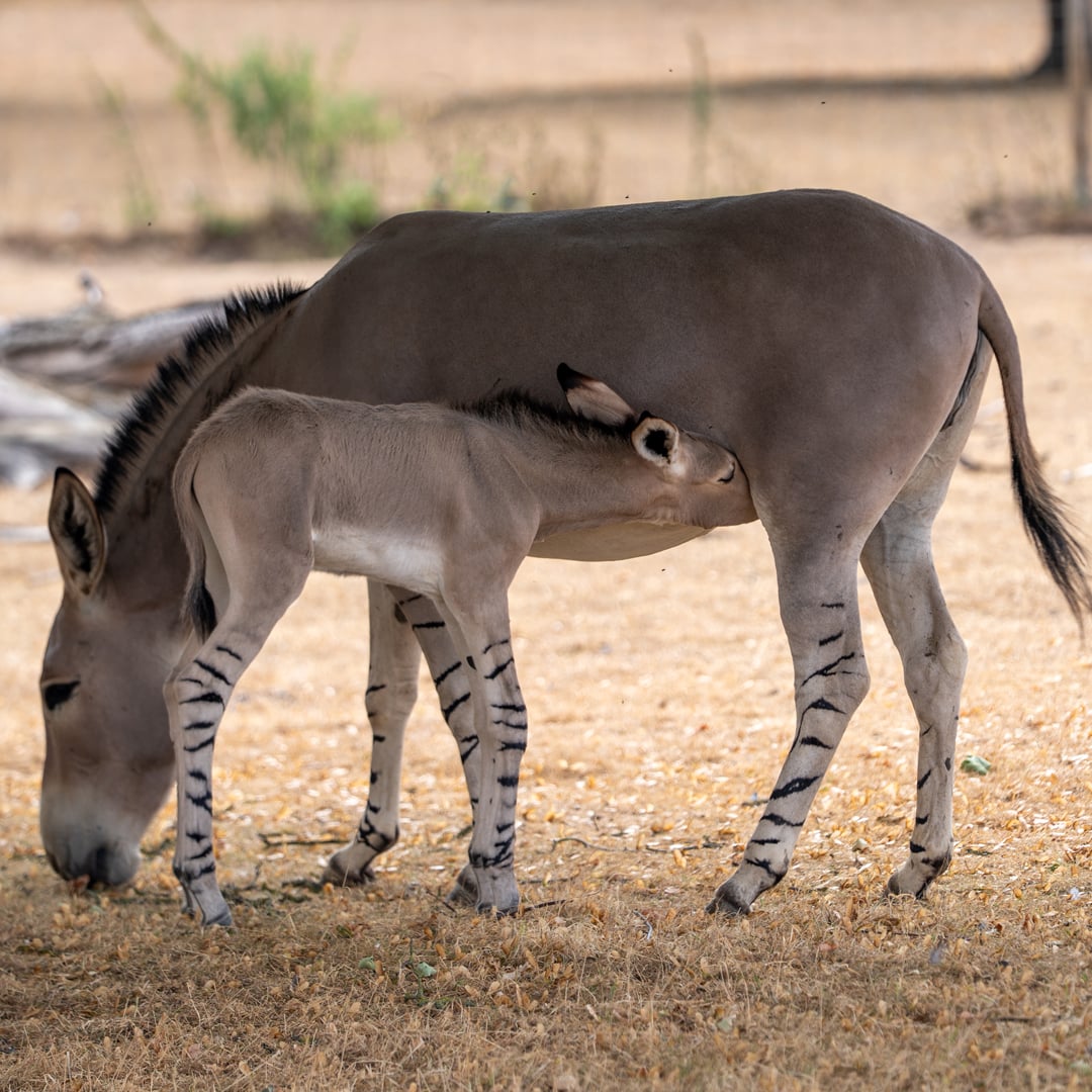 Somali wild ass foal feeding from mum