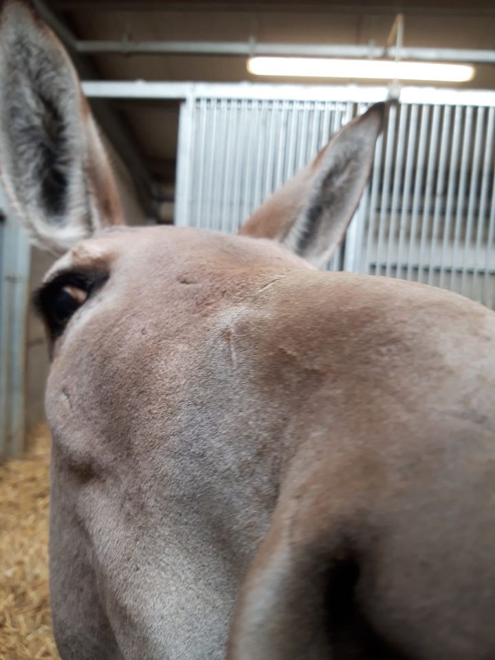 Close up of Somali Wild Ass at Woburn Safari Park.jpg