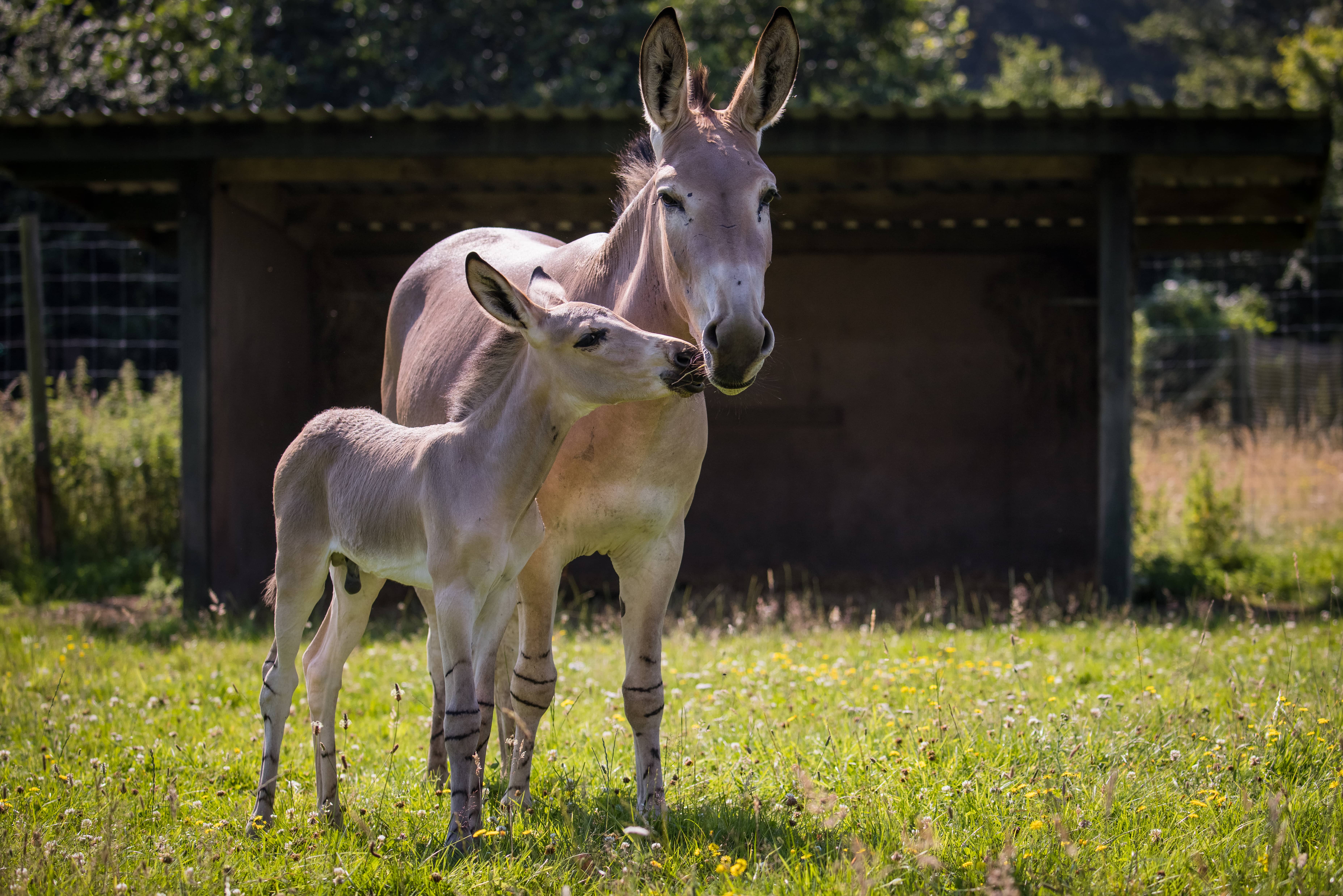 Somali wild ass mare and foal at Woburn Safari Park-min.jpg