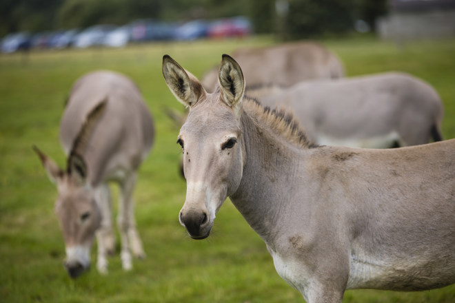 Somali Wild Ass graze in expansive grassy reserve 