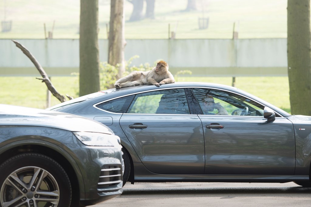 Monkey resting on car in African Forest Drive Through