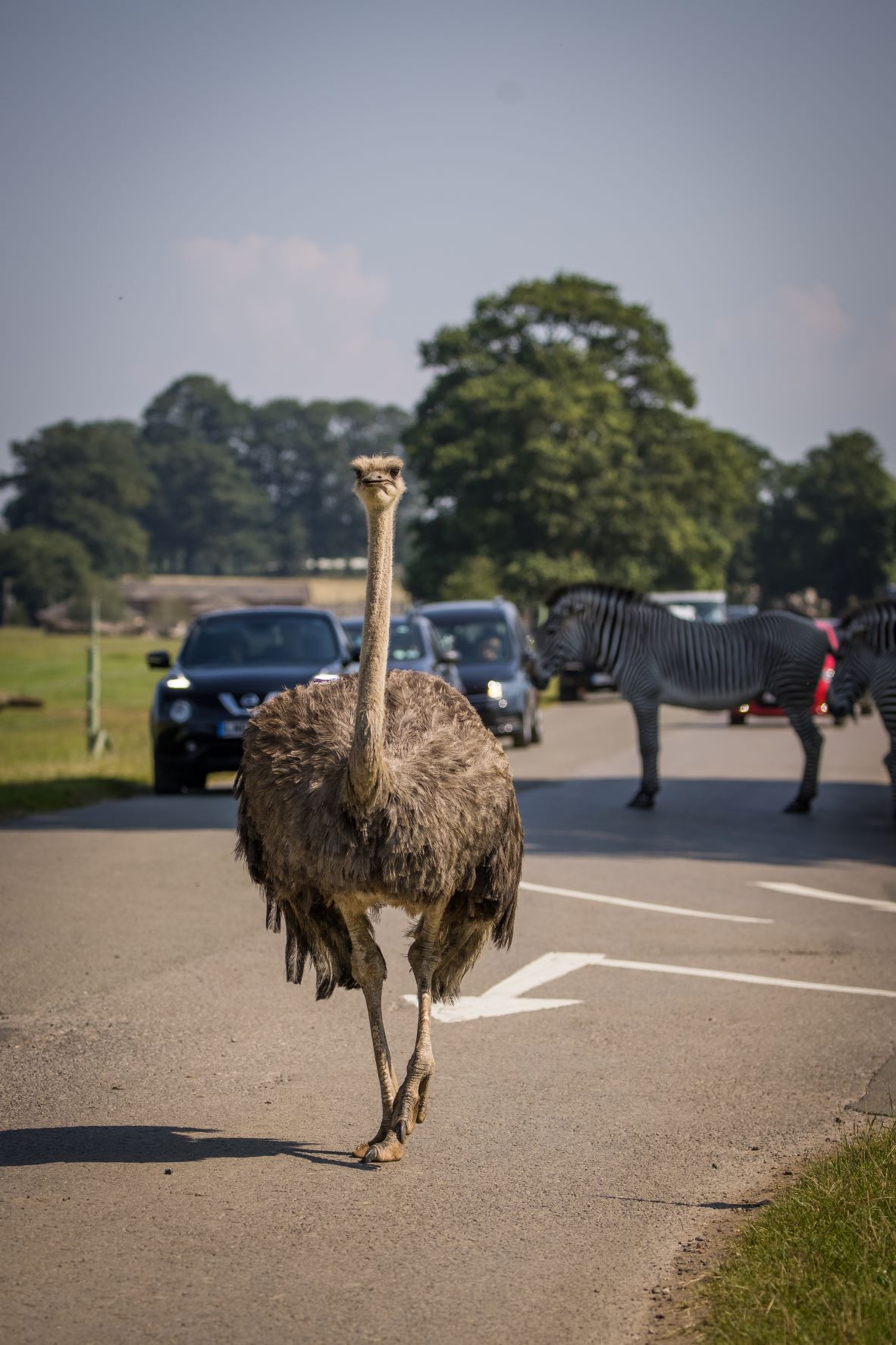 Road Safari Drive at Woburn Safari Park