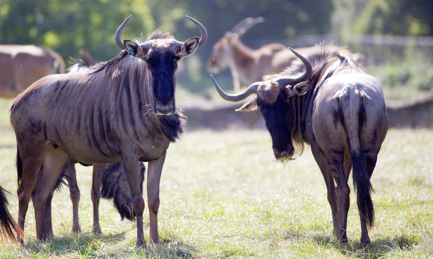 Two wildebeest stand in expansive grassy reserve 