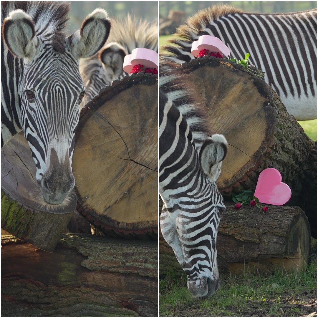 Zebra girls enjoying their galentines enrichment