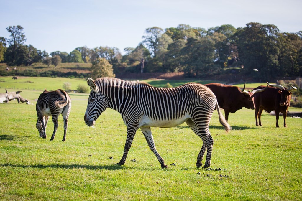 Image of grevy's zebra grazes with ankole cattle at woburn safari park