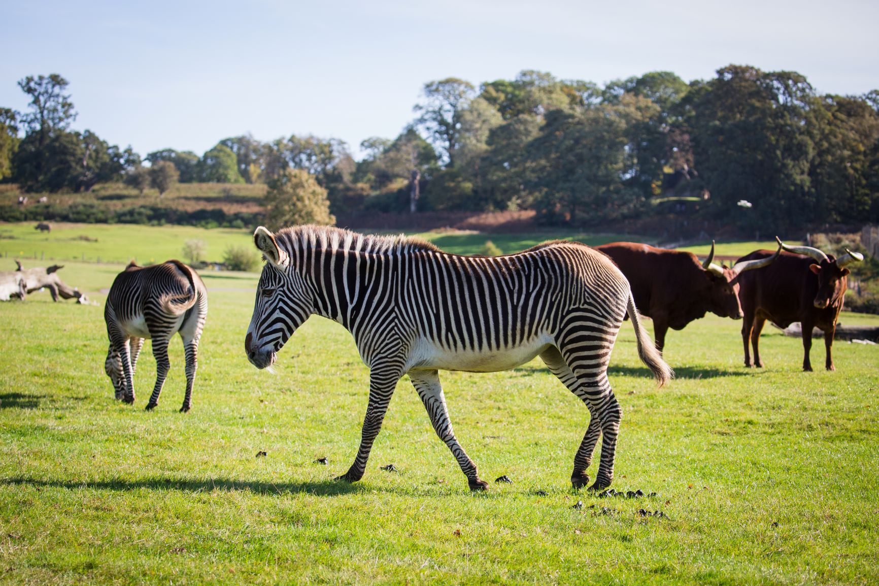 Image of grevy's zebra grazes with ankole cattle at woburn safari park