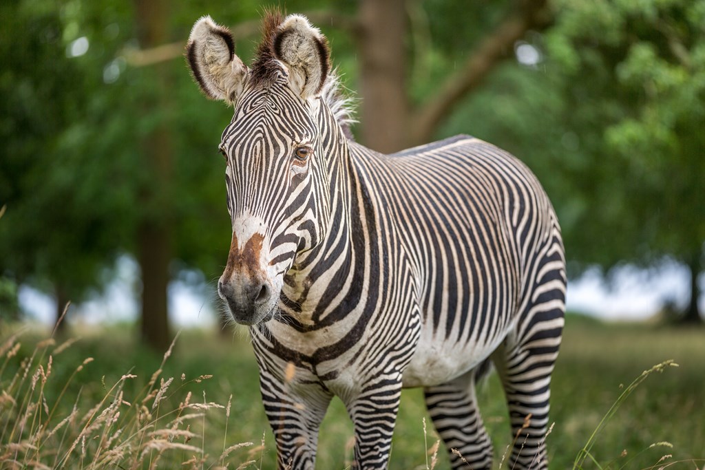 Zebra up close in grassy reserve 