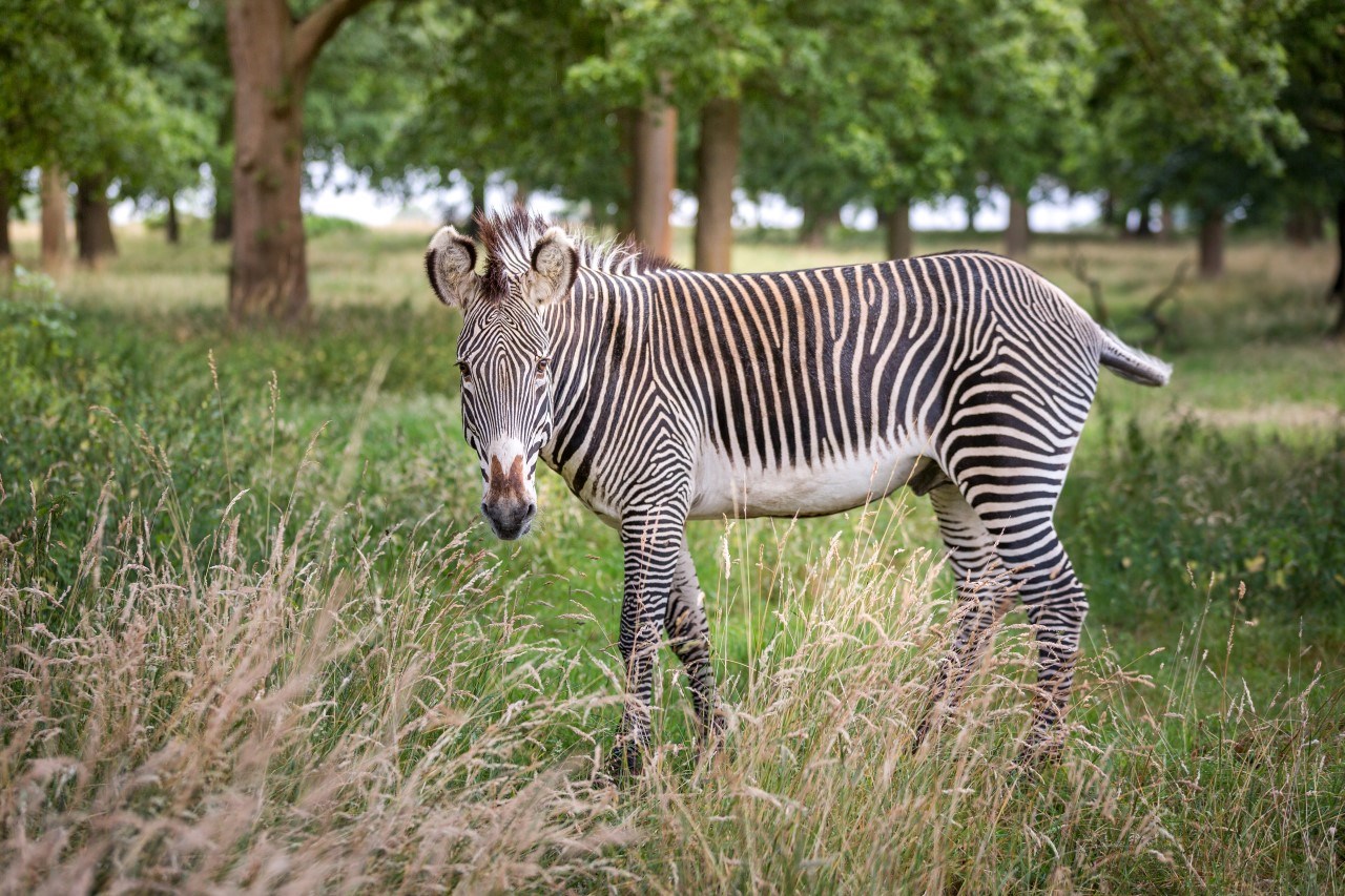 Zebra stands in expansive grassy reserve 