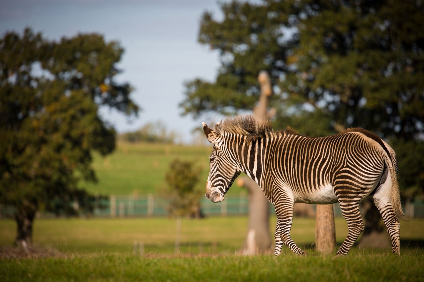 Zebra walks through expansive grassy reserve 