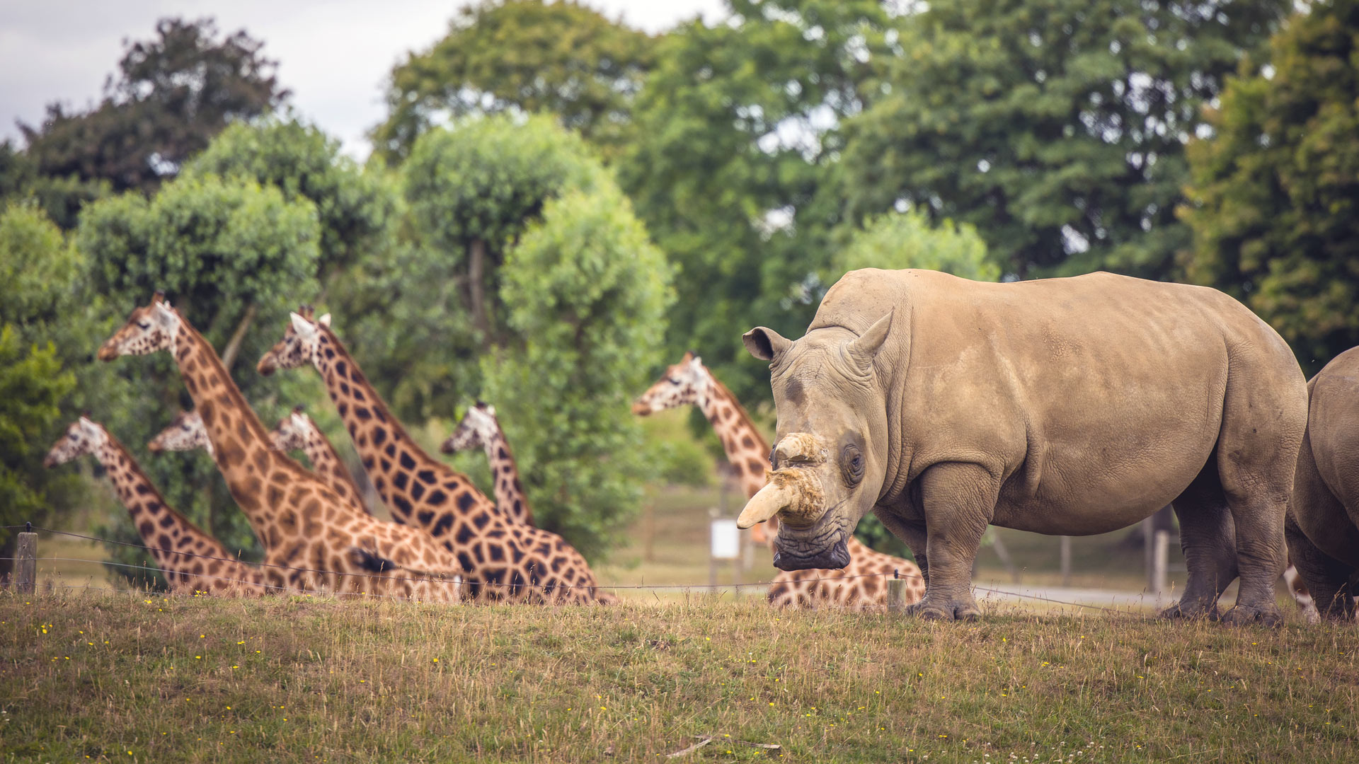Plan Your Day Out Woburn Safari Park plan-your-day-out-woburn-safari-park
