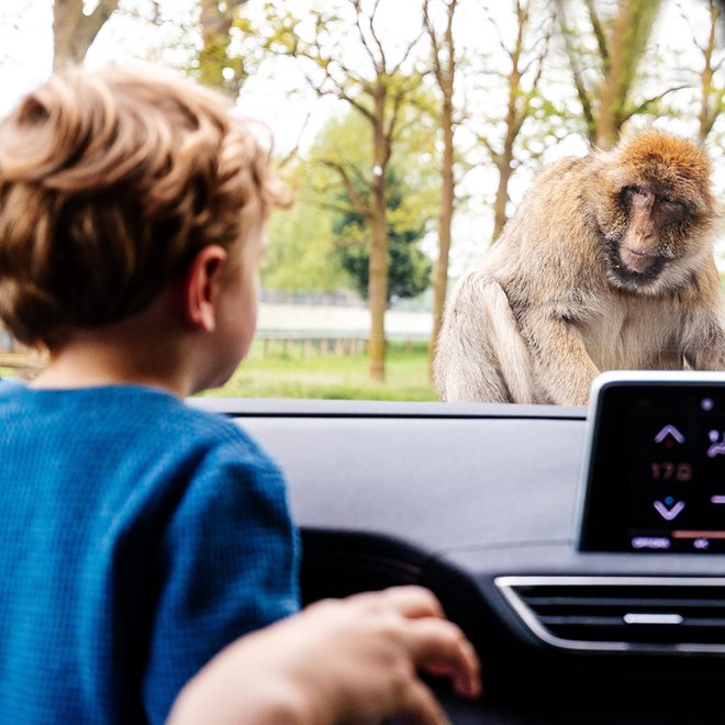 A child sat in the car looking out of the windscreen at a monkey on the bonnet