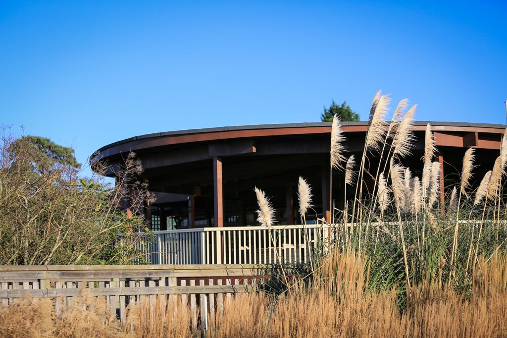 Safari lodge decking overlooks safari park with reeds and trees in view 