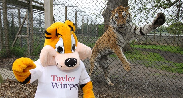 Taylor Wimpey Tiger mascot stands in front of tiger 