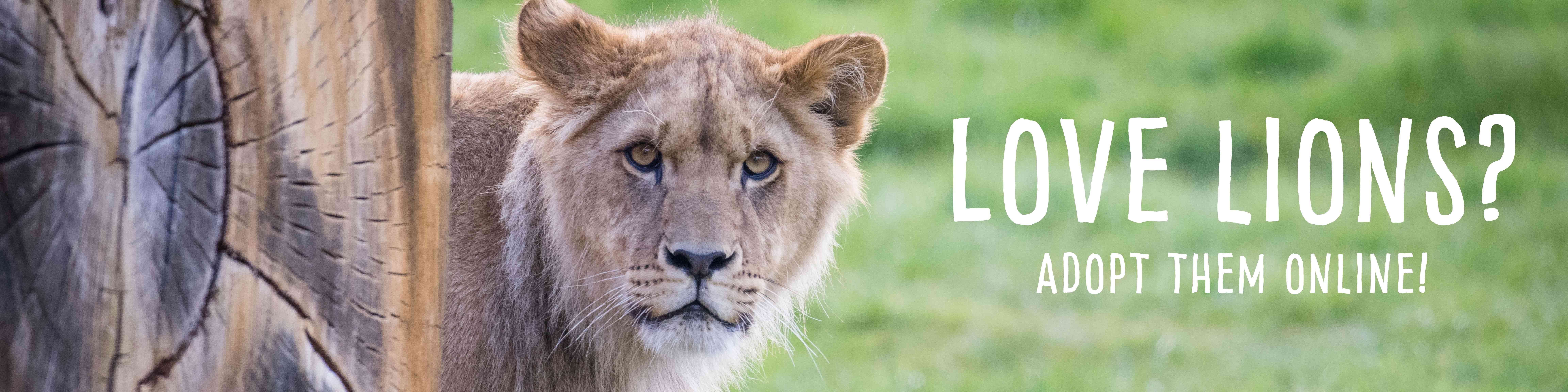 Lion Adoption Banner - Woburn Safari Park.jpg