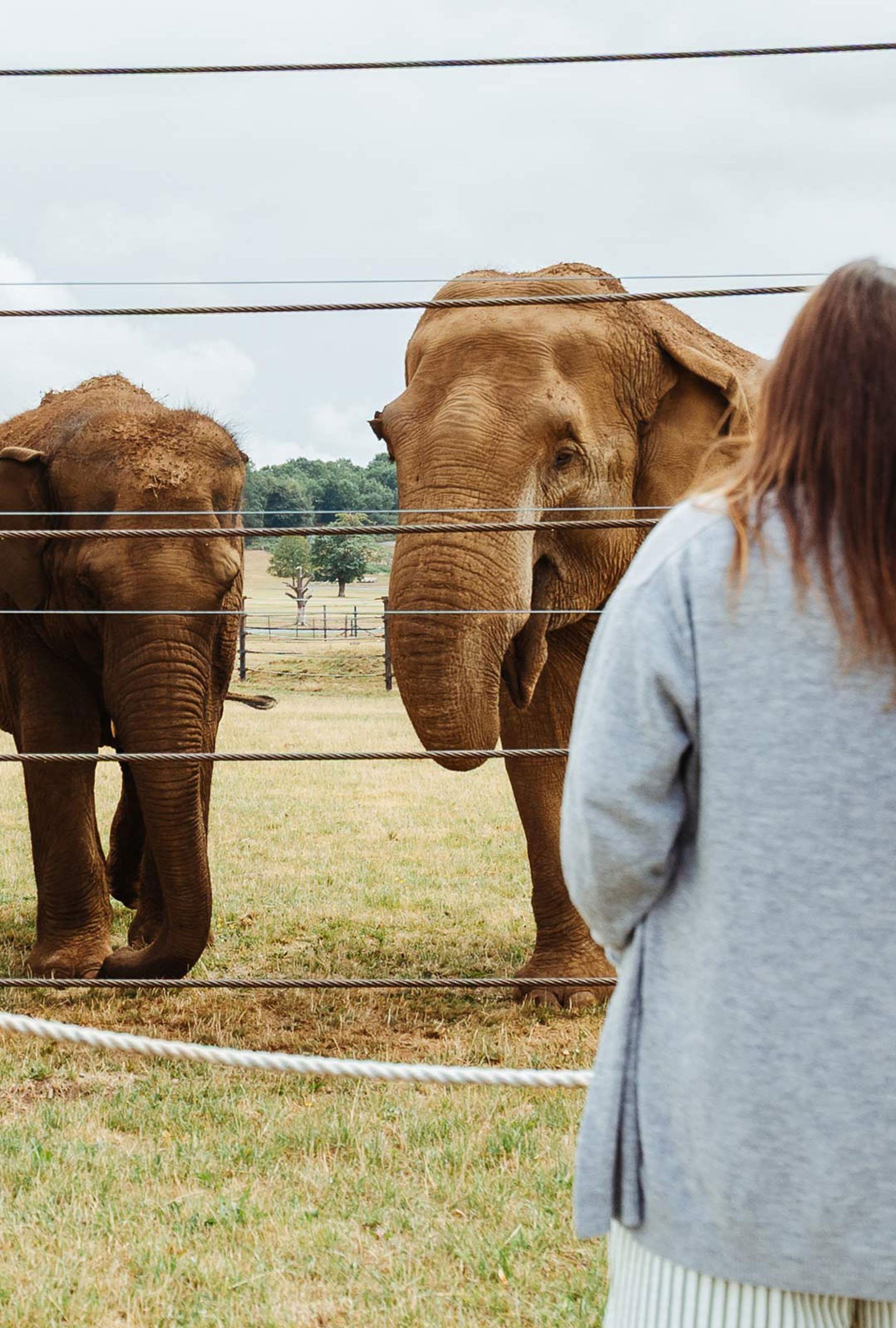 Image of elephant encounter 2025 mob web 1080x1600