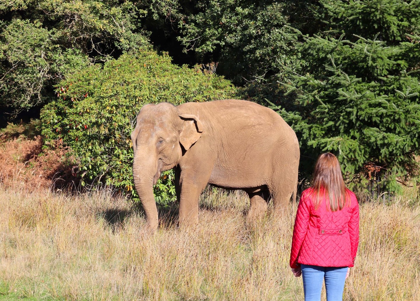 Woman looks at asian elephant in forest with no barriers between them 