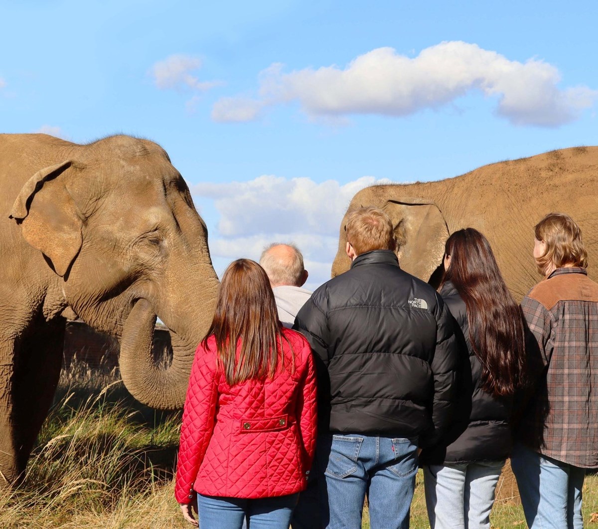 Elephant Encounter image showing visitors looking at elephants