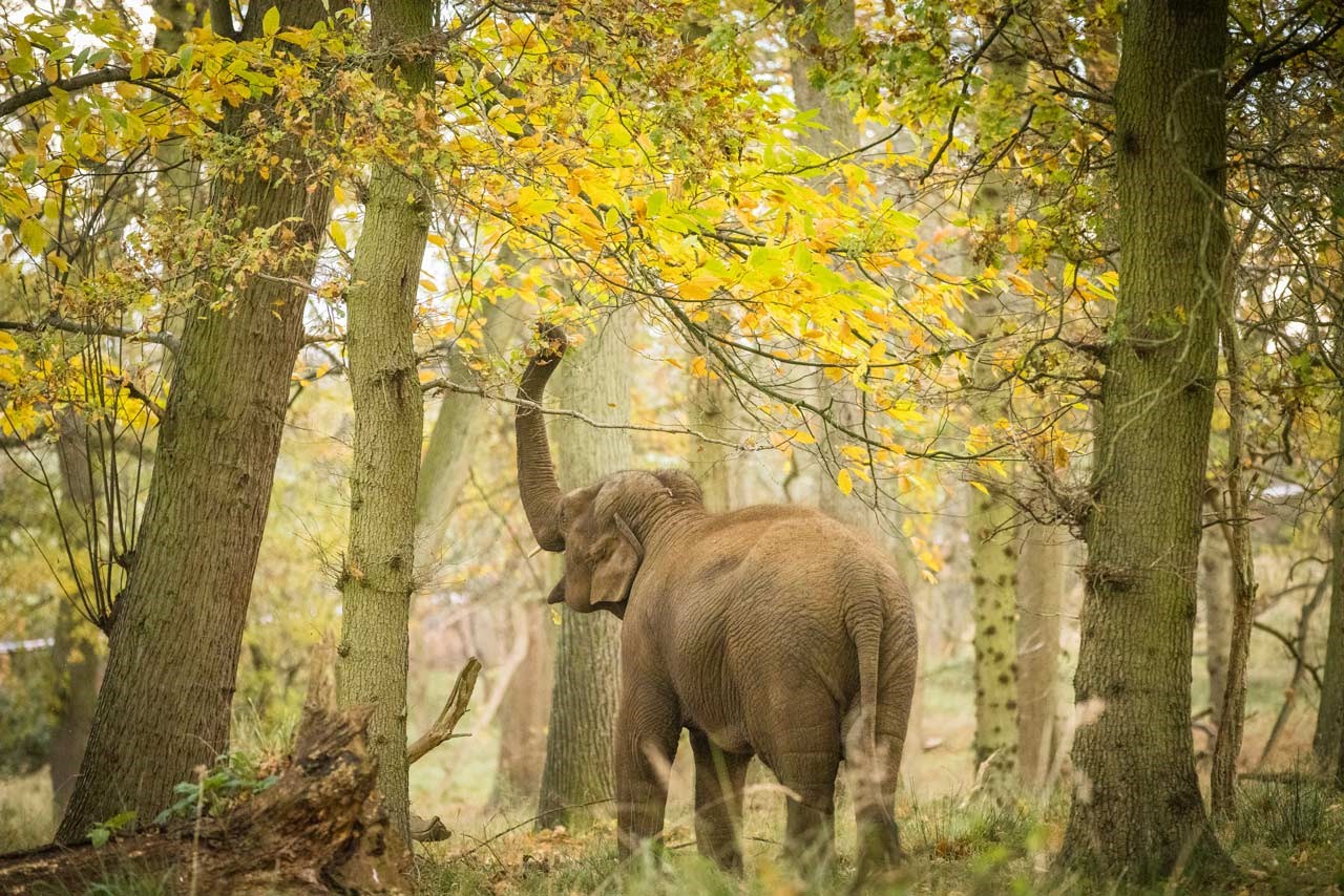 Asian Elephant uses trunk to reach up and pick leaves in autumn forest