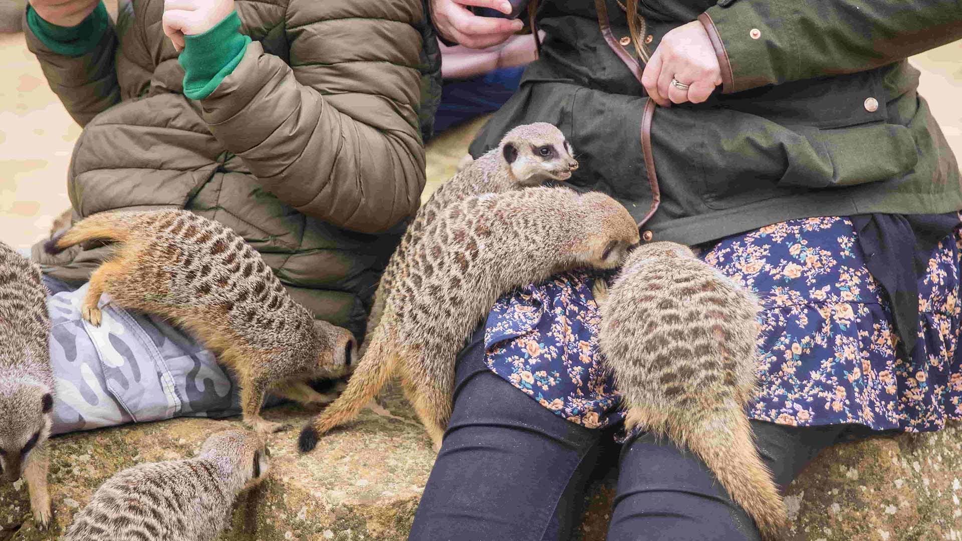 Meerkats on a guests lap during VIP experience