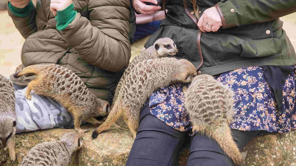 Six meerkats sat on the laps of a child and woman